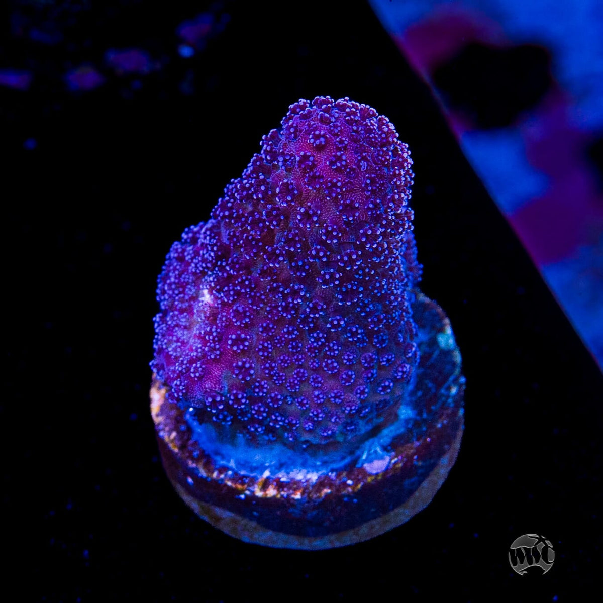 WWC Purple Stylophora