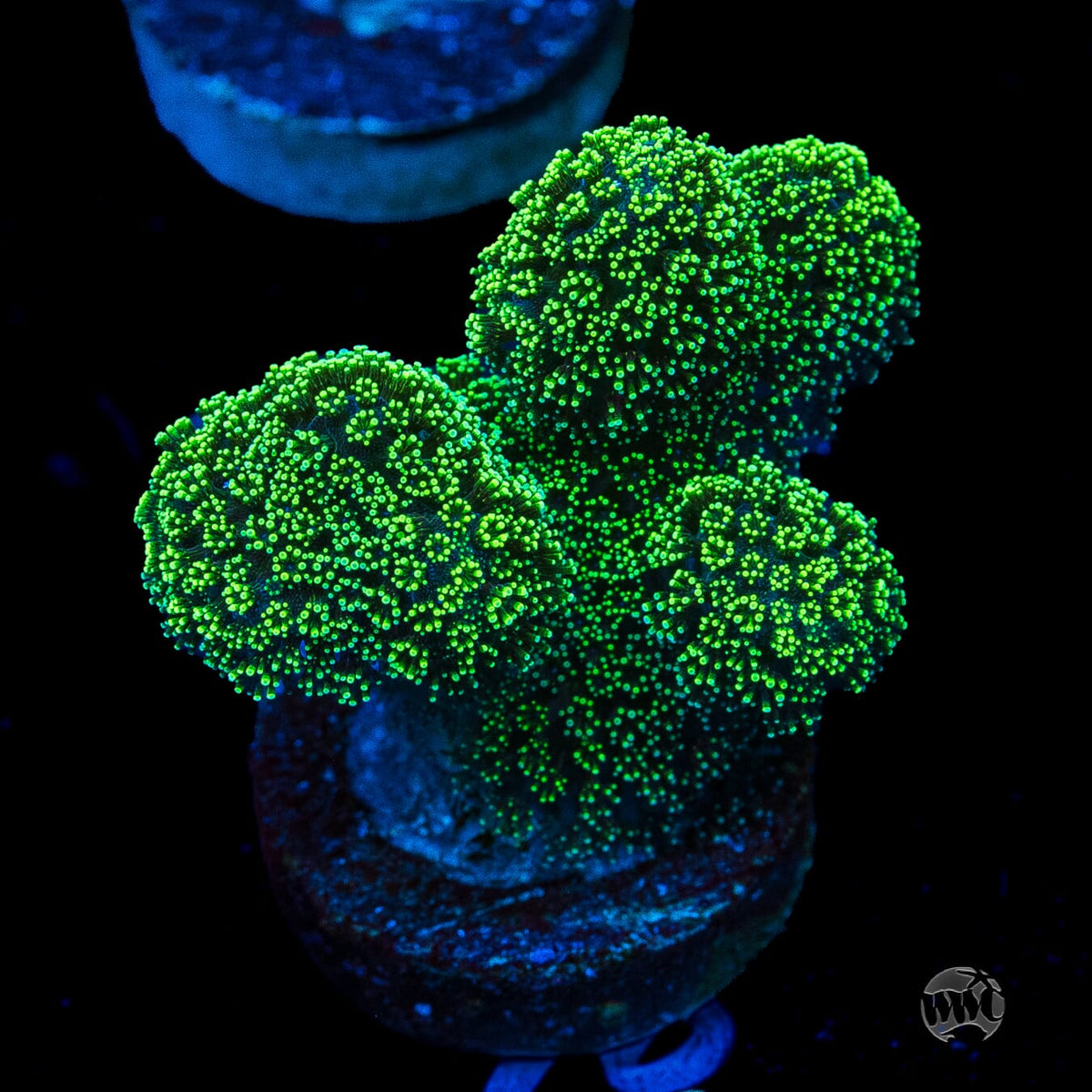 WWC Green Goblin Stylophora