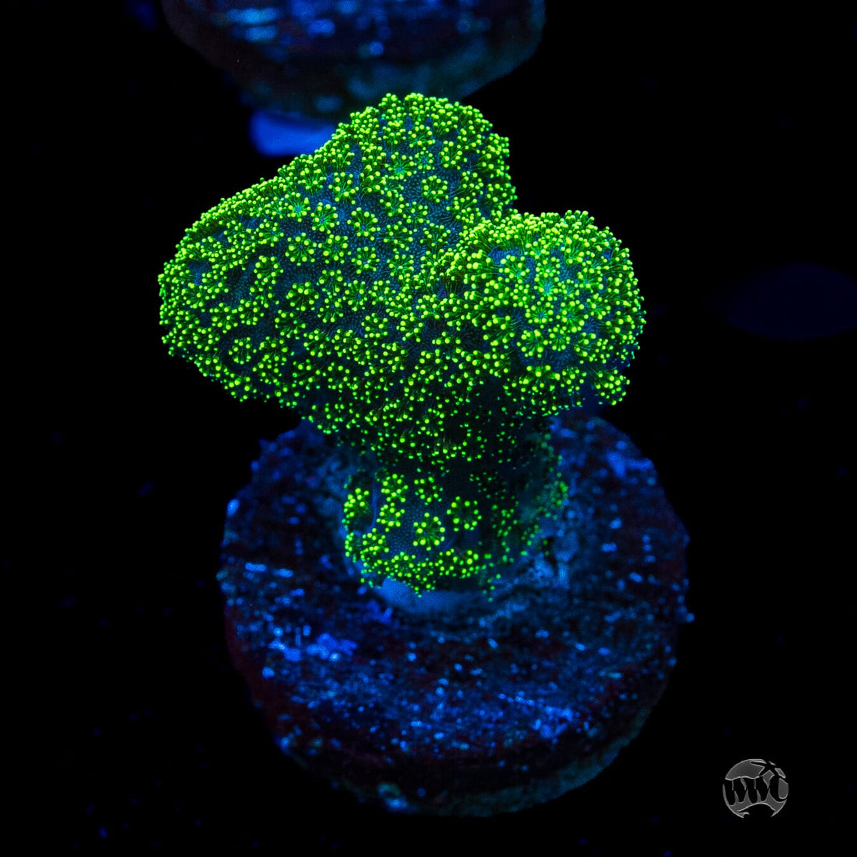 WWC Green Goblin Stylophora