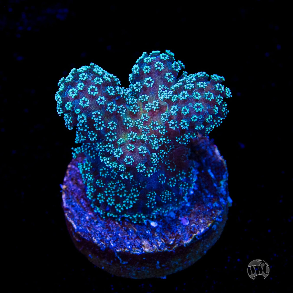 Tyree Rainbow Stylophora