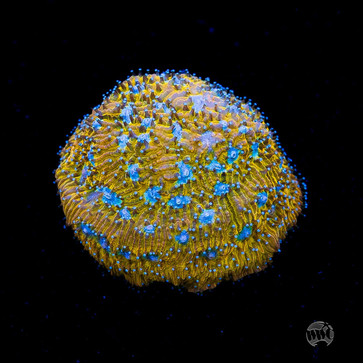 WWC Tiger Eye Lithophyllon