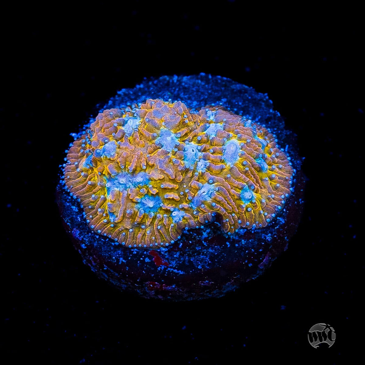 WWC Tiger Eye Lithophyllon