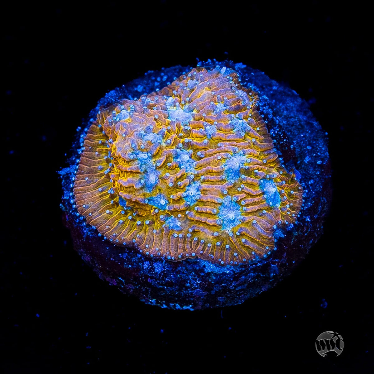 WWC Tiger Eye Lithophyllon