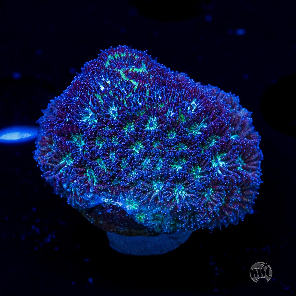 WWC Arctic Leptastrea