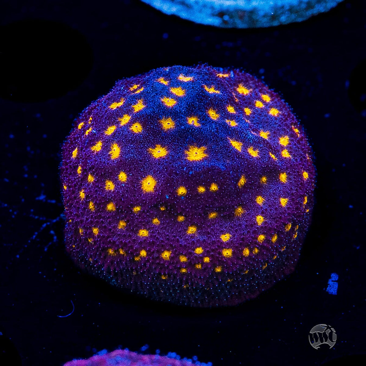 Jason Fox Outerspace Psammocora