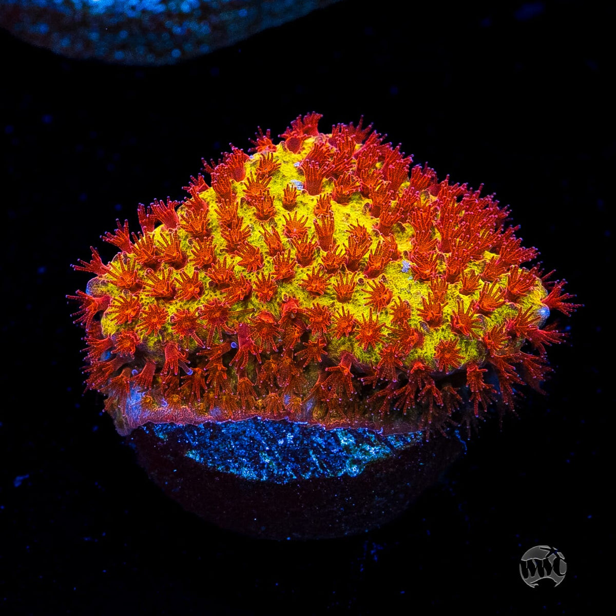 Jason Fox Burning Banana Stylocoeniella