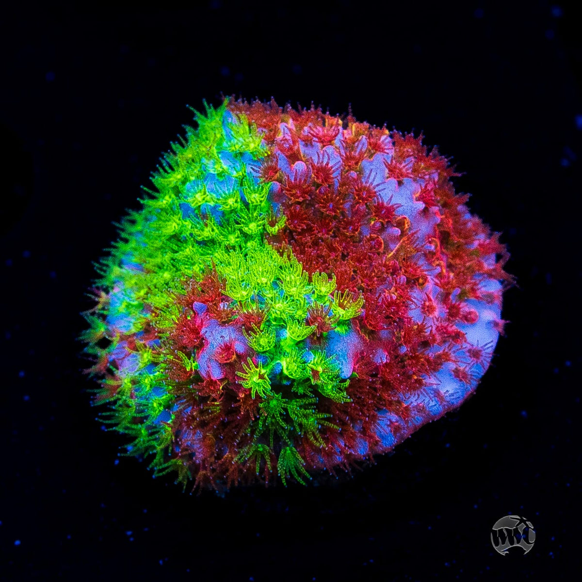 WWC Two Face Stylocoeniella