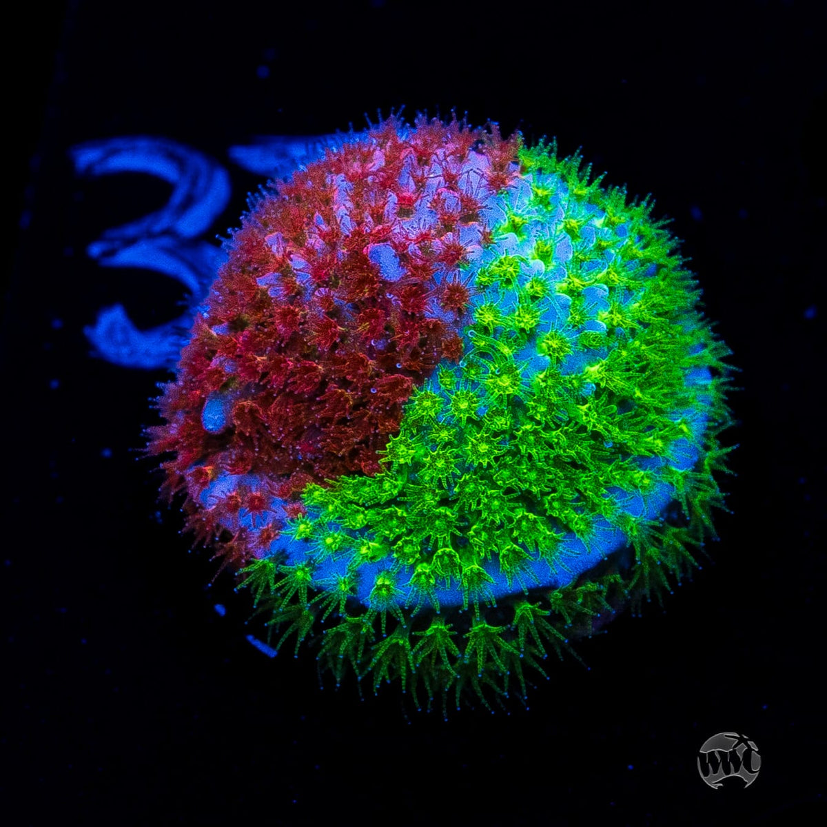 WWC Two Face Stylocoeniella