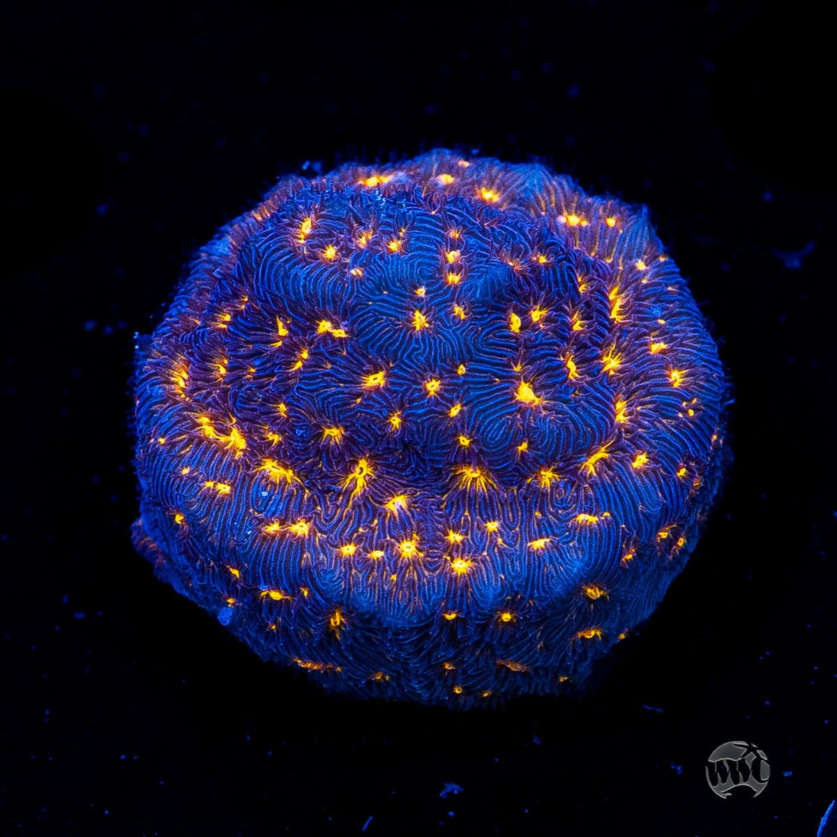 WWC Gold Nugget Leptoseris