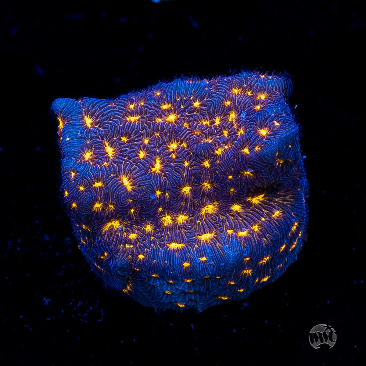 WWC Gold Nugget Leptoseris