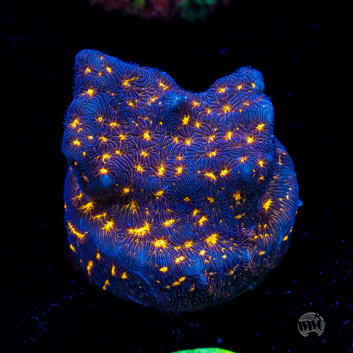 WWC Gold Nugget Leptoseris