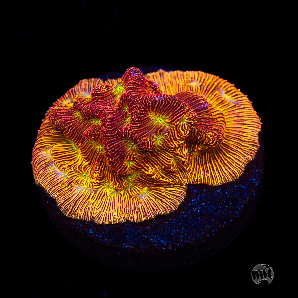 Jason Fox Lethal Leptoseris