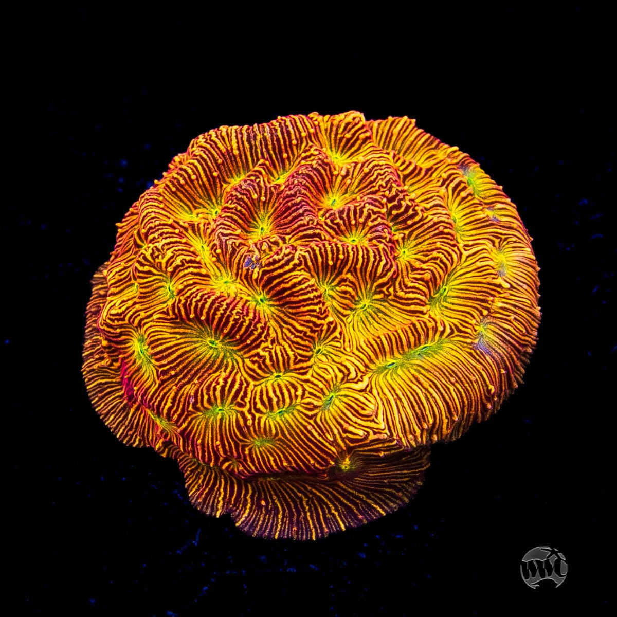 Jason Fox Lethal Leptoseris