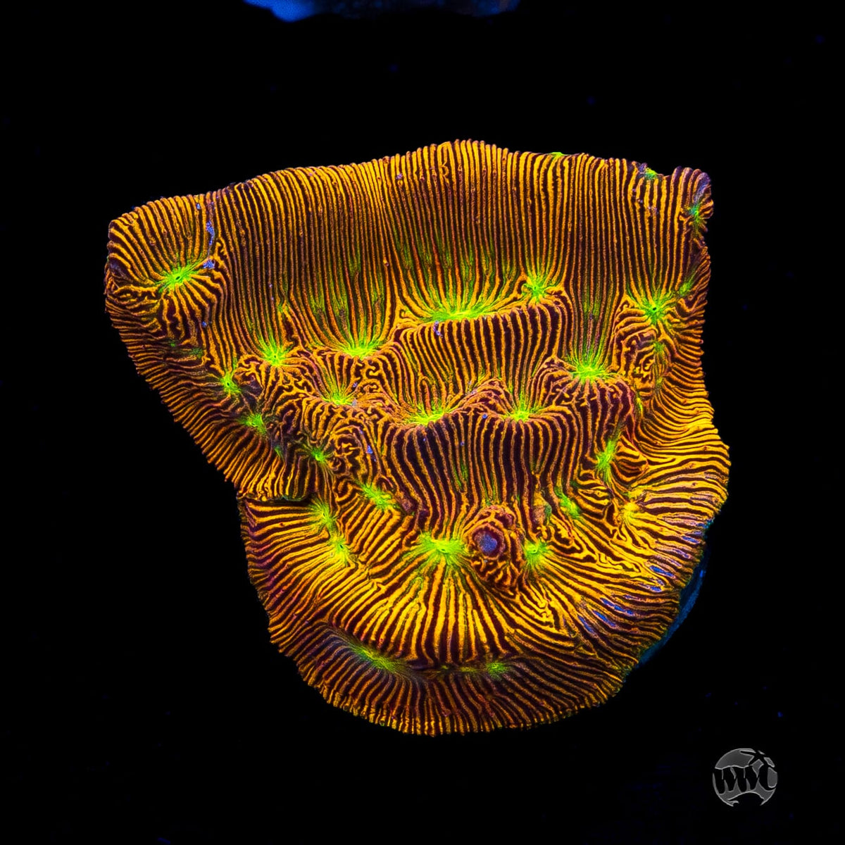 Jason Fox Jack-O-Lantern Leptoseris