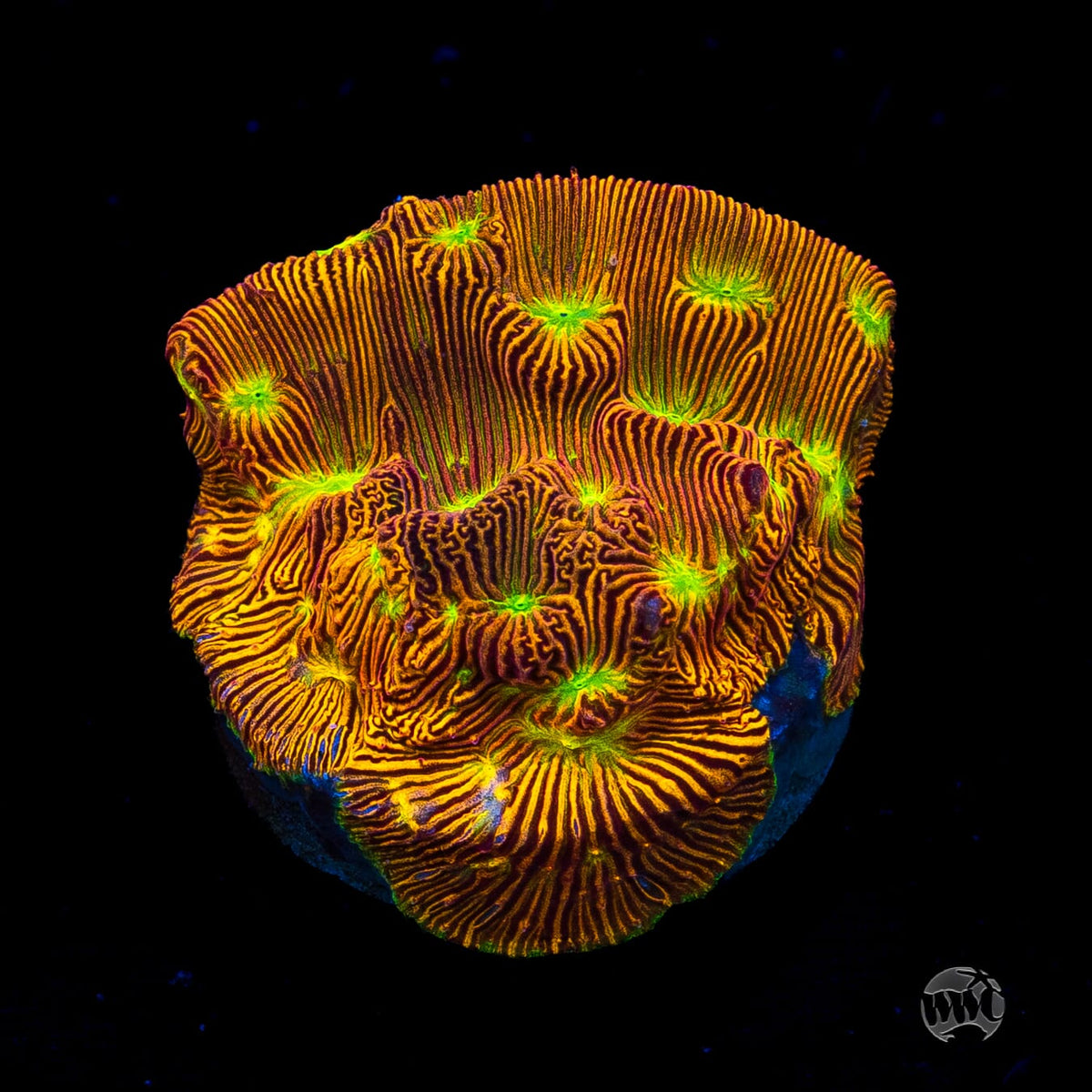 Jason Fox Jack-O-Lantern Leptoseris