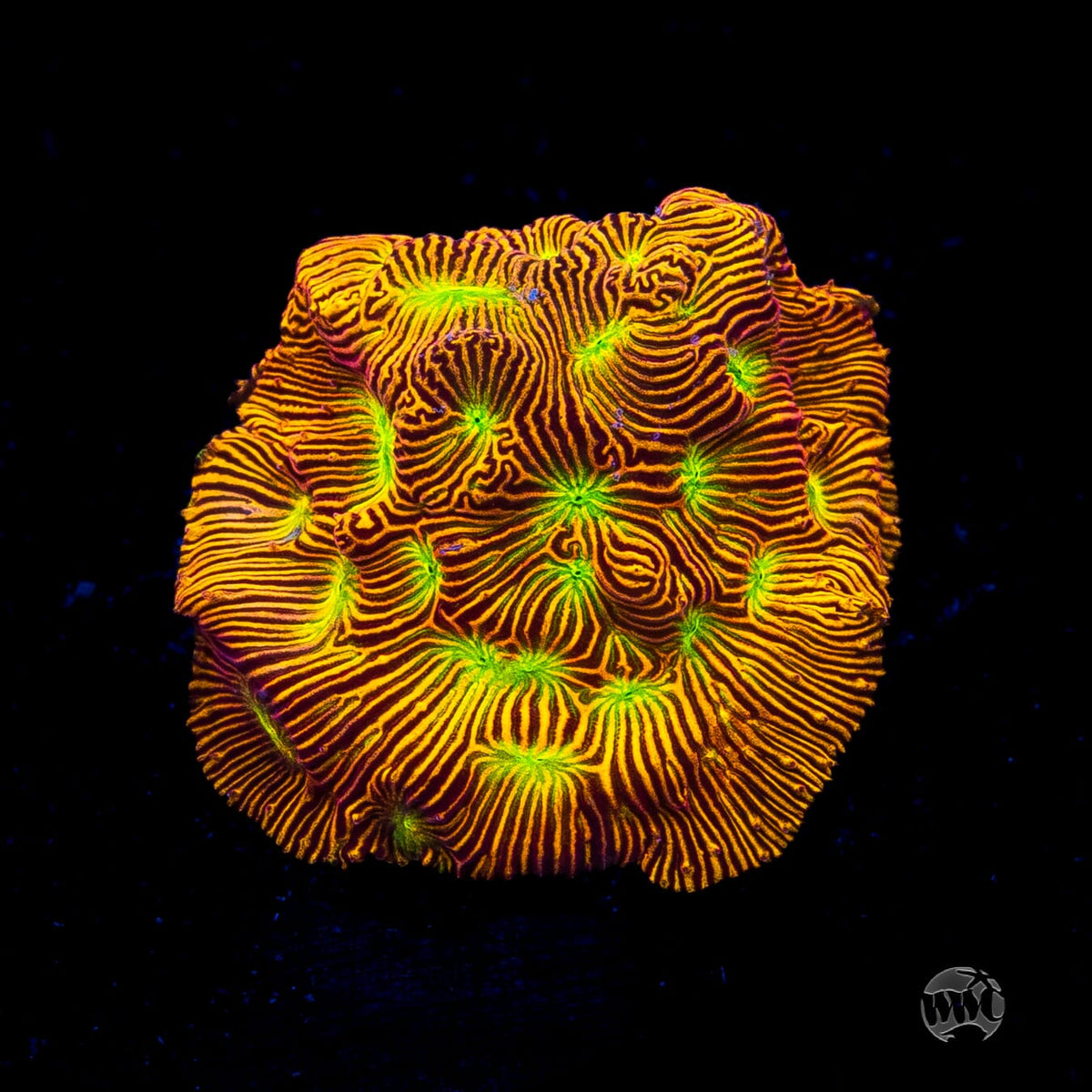 Jason Fox Jack-O-Lantern Leptoseris