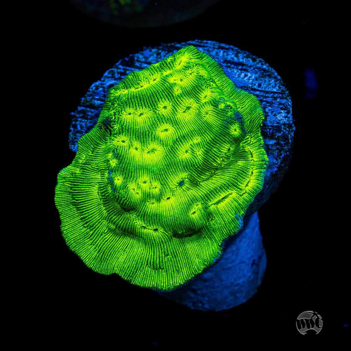 Toxic Waste Leptoseris