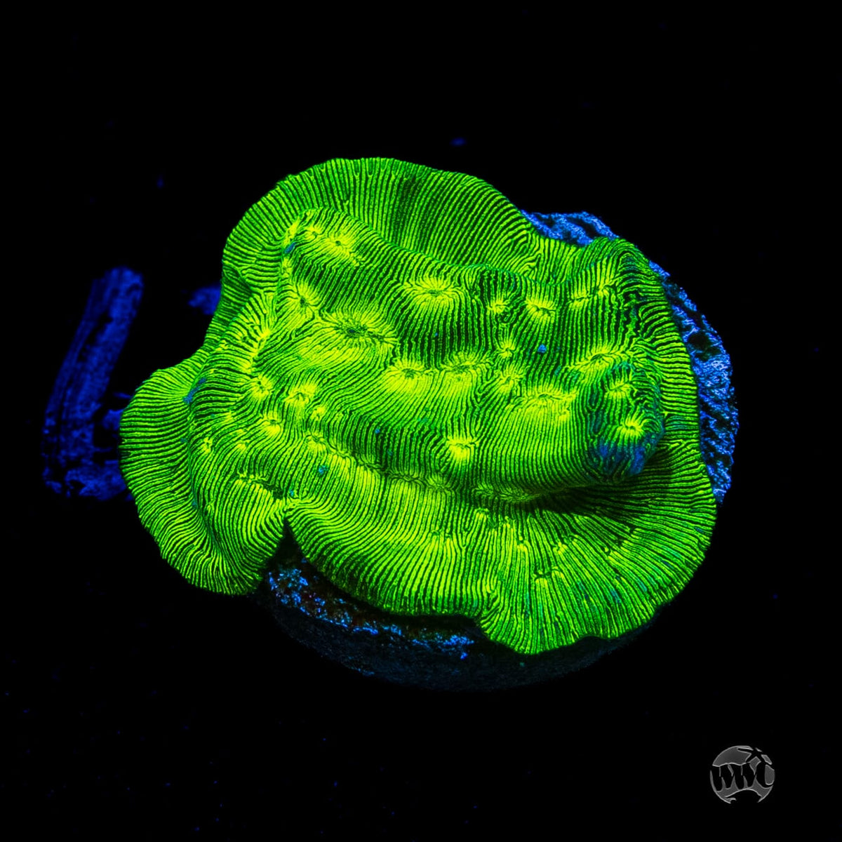 Toxic Waste Leptoseris
