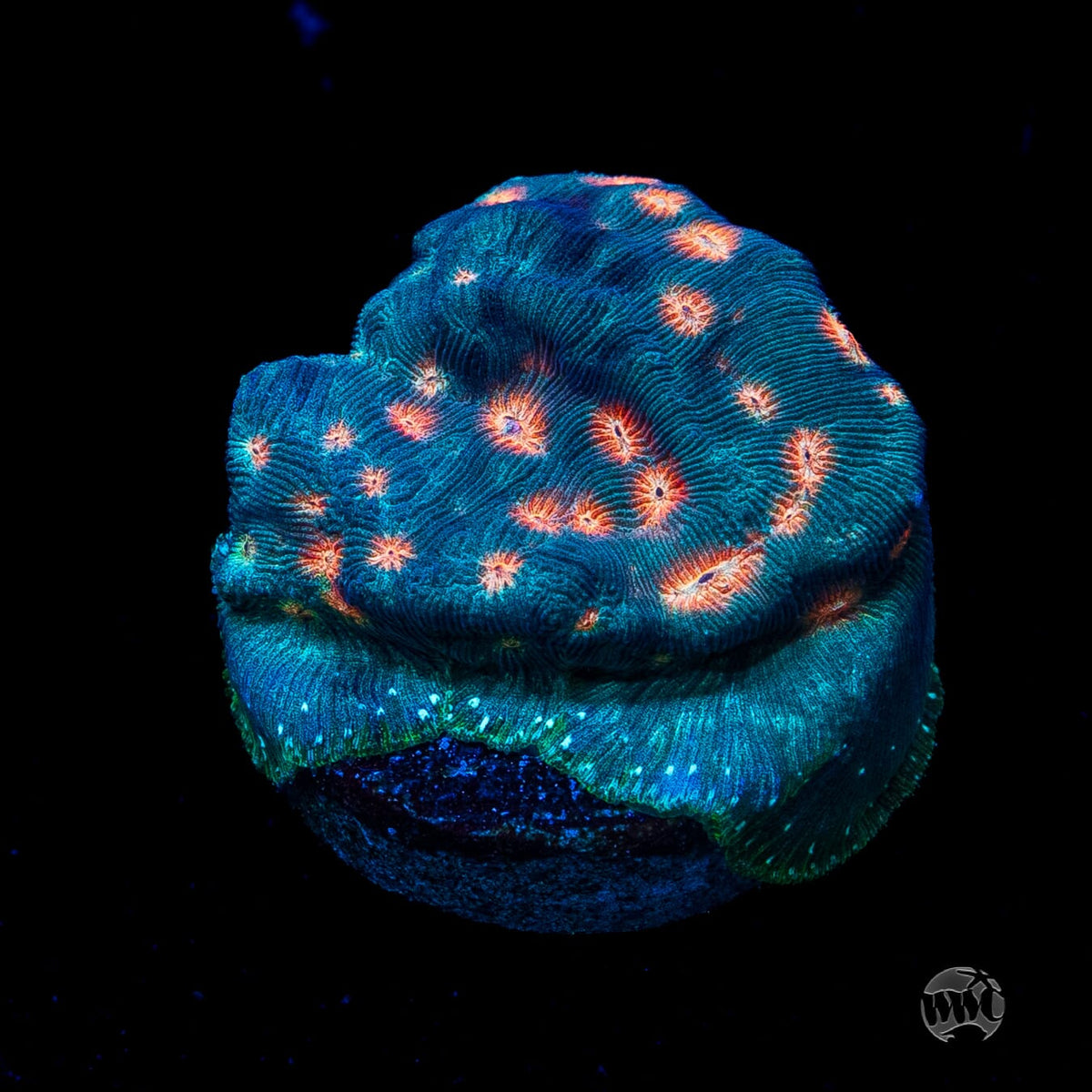 Jason Fox Lava Flow Leptoseris