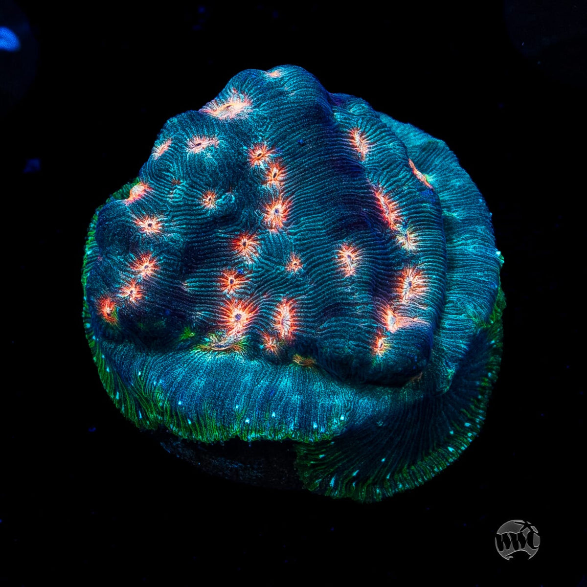 Jason Fox Lava Flow Leptoseris