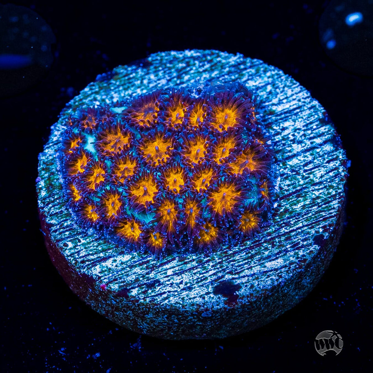 WWC Honeycomb Leptastrea