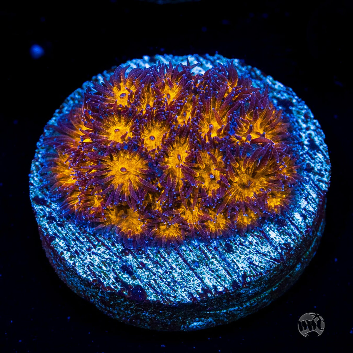 WWC Honeycomb Leptastrea