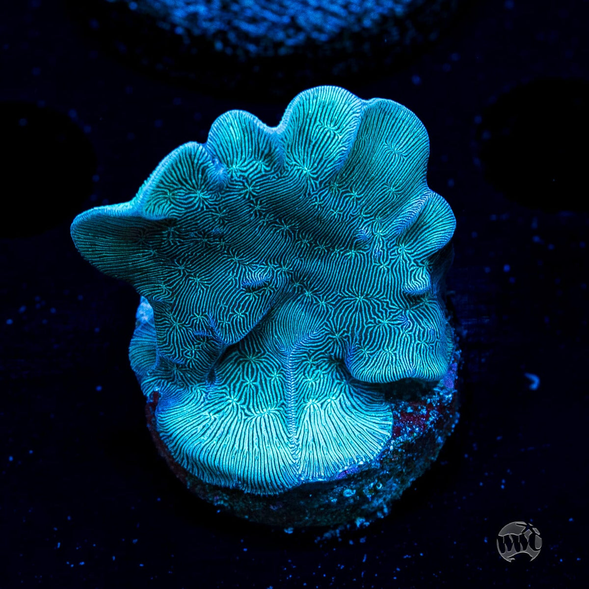WWC Dusky Pavona