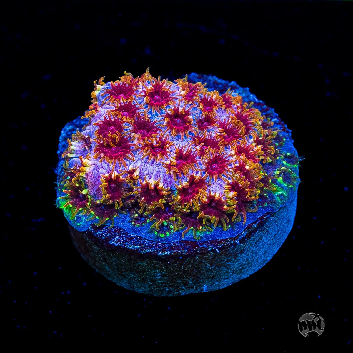 WWC Skittles Bomb Cyphastrea