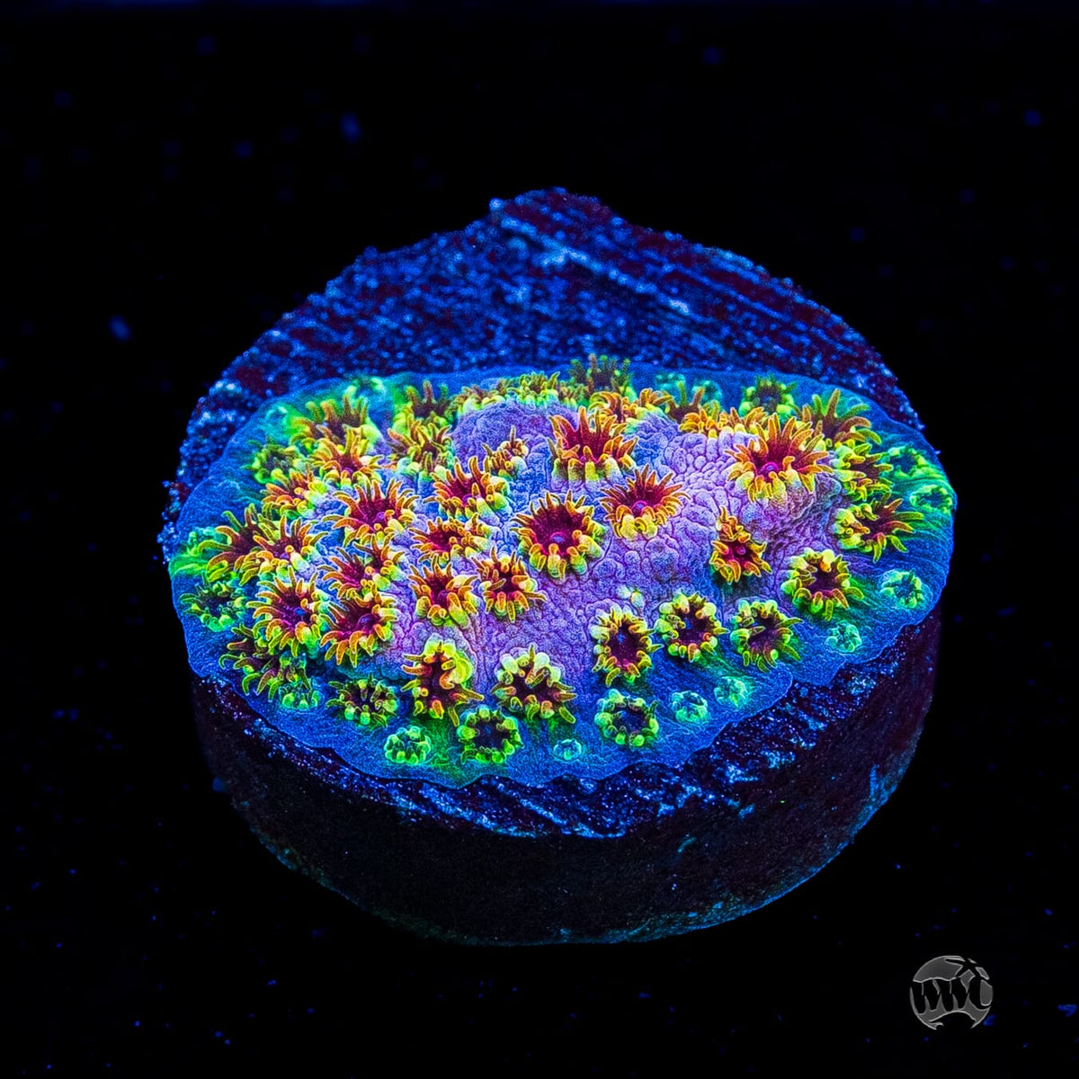 WWC Skittles Bomb Cyphastrea