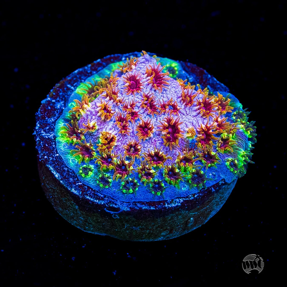 WWC Skittles Bomb Cyphastrea