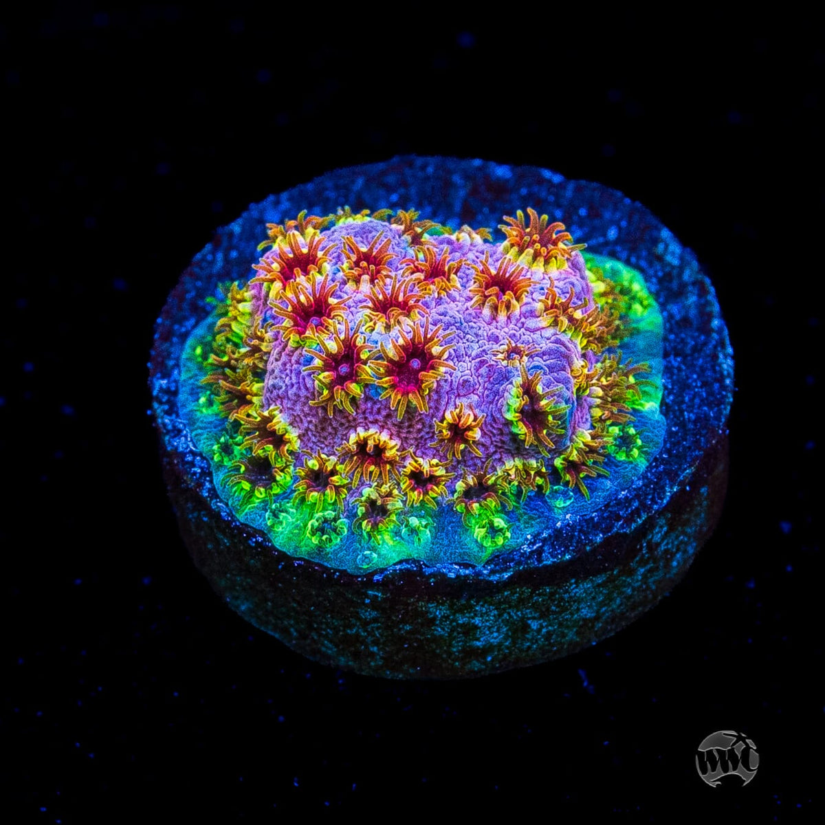 WWC Skittles Bomb Cyphastrea