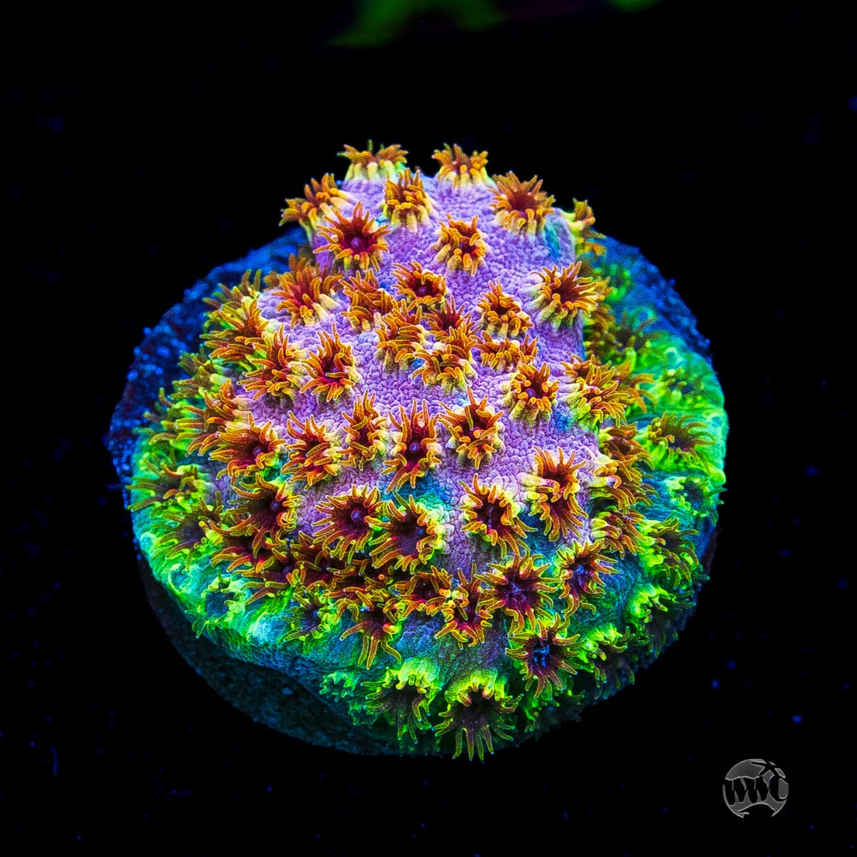 WWC Skittles Bomb Cyphastrea