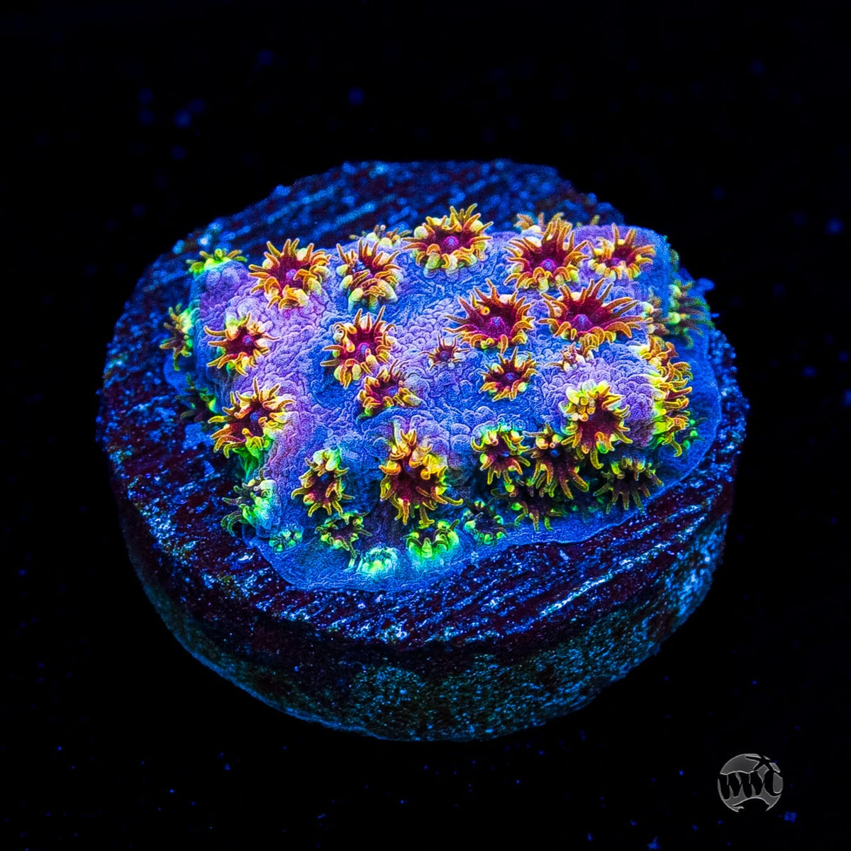 WWC Skittles Bomb Cyphastrea
