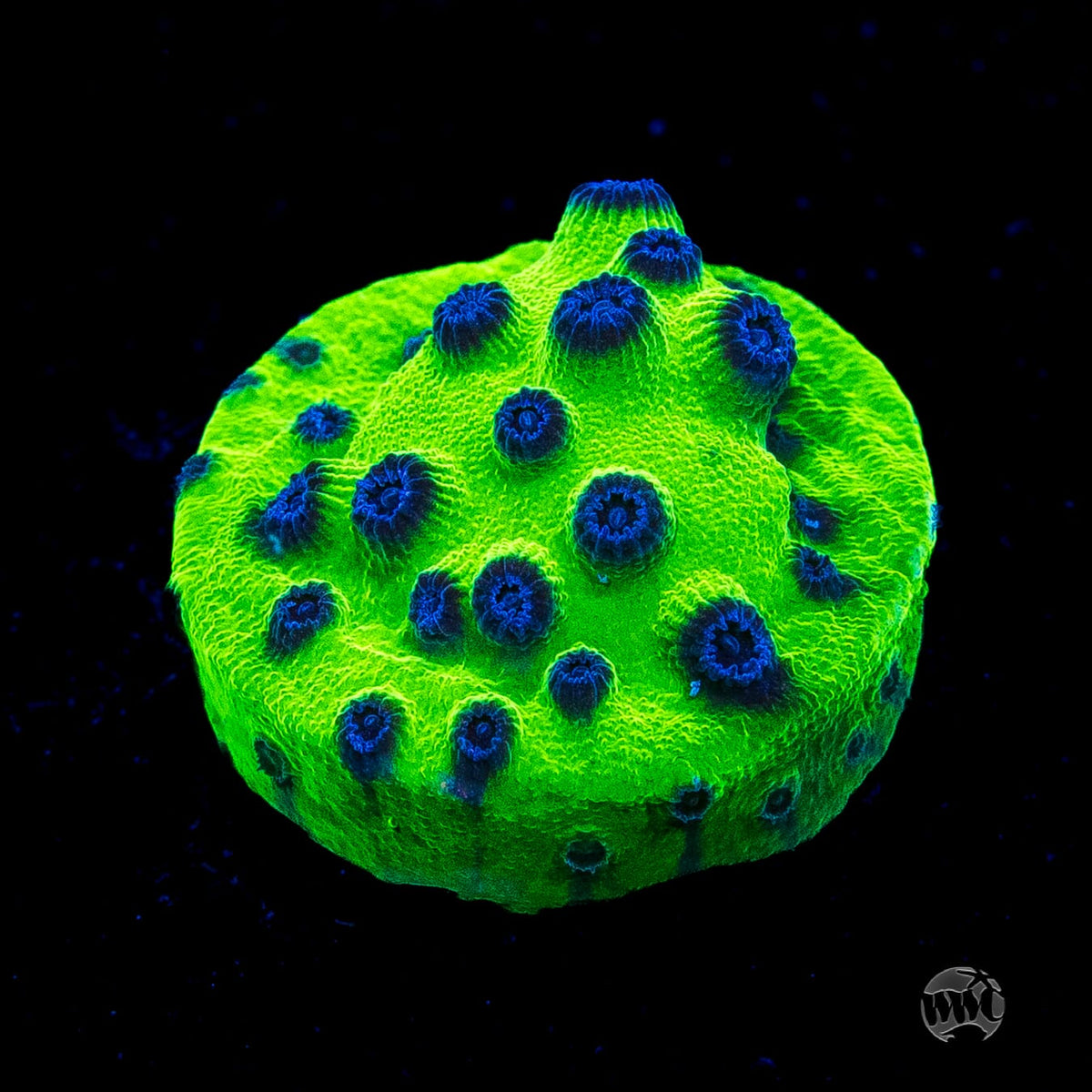 WWC Mardi Gras Cyphastrea