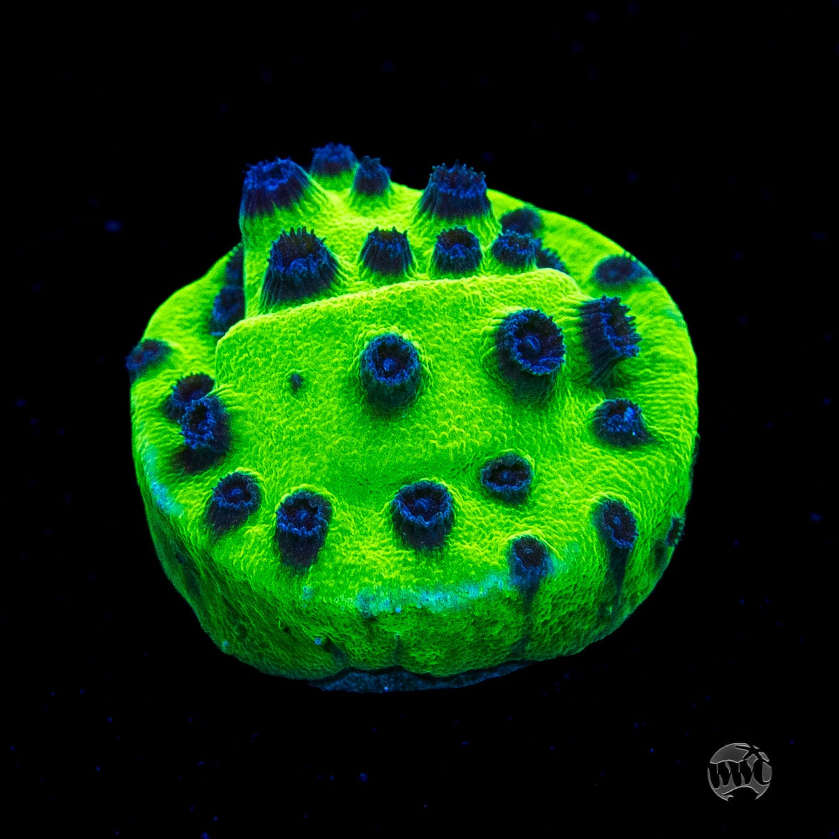 WWC Mardi Gras Cyphastrea