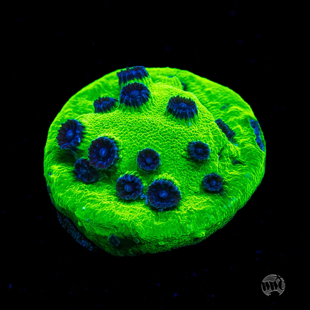 WWC Mardi Gras Cyphastrea