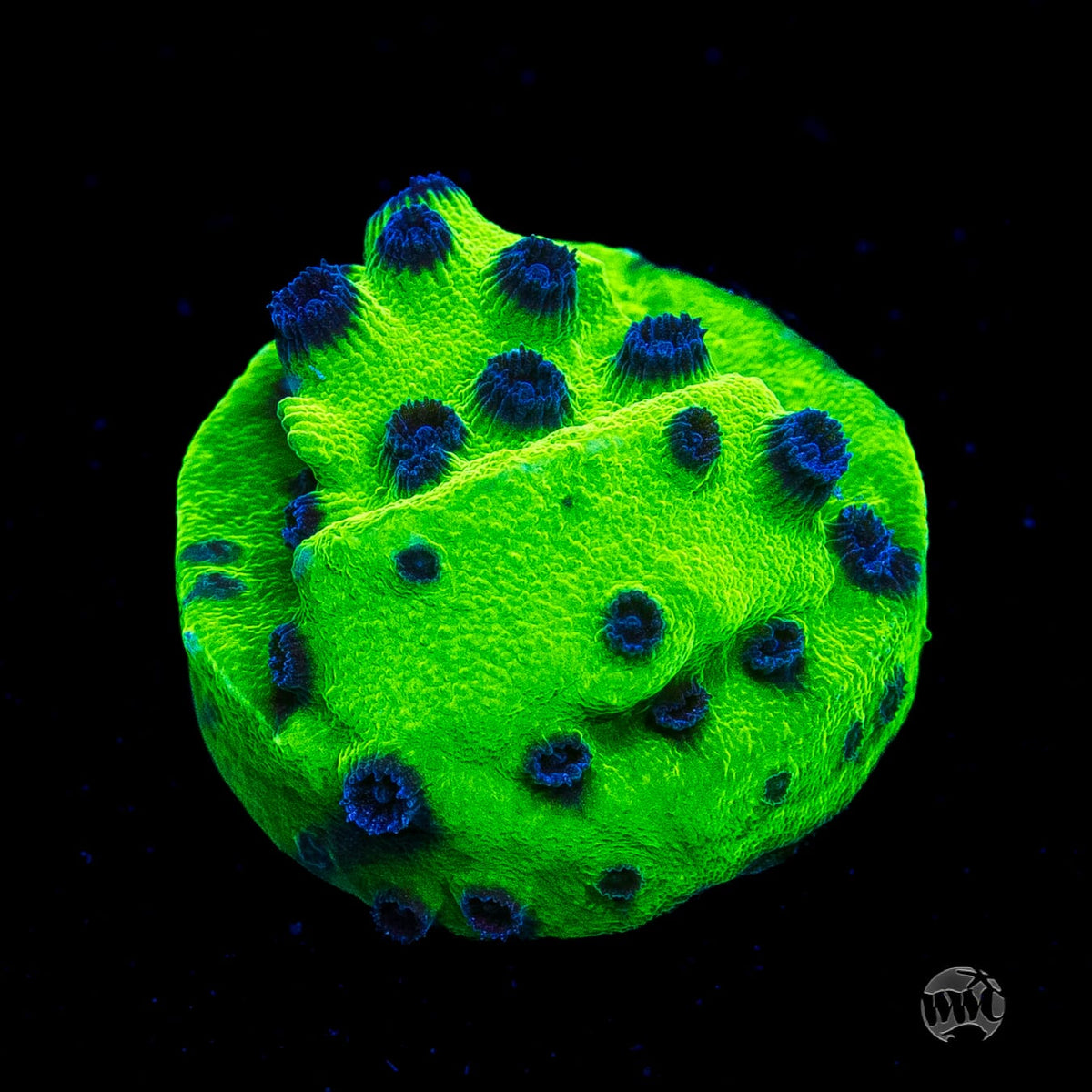 WWC Mardi Gras Cyphastrea