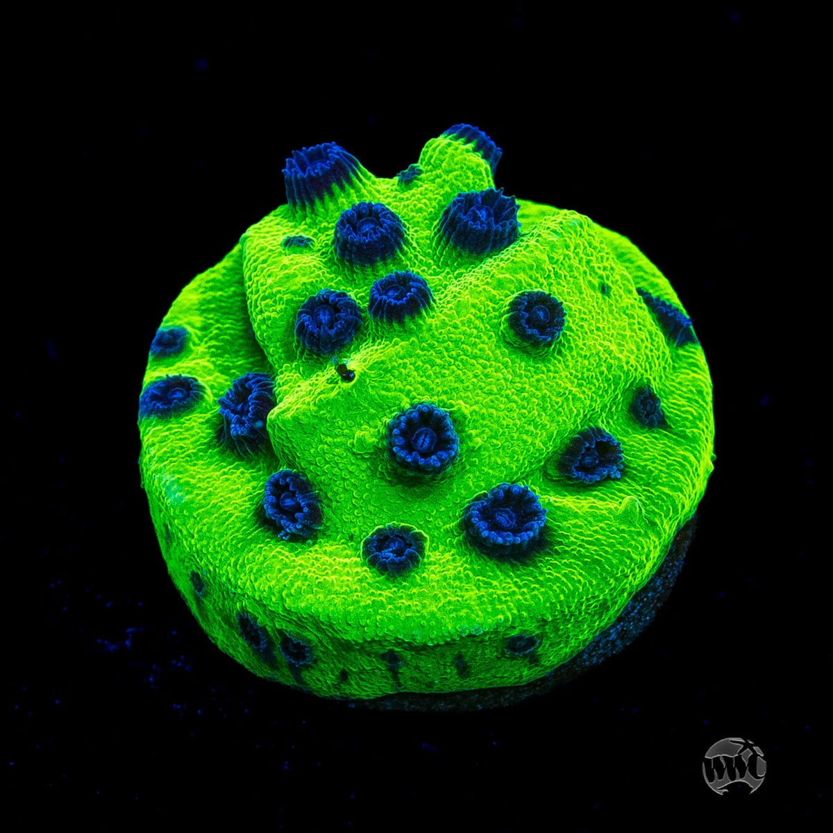 WWC Mardi Gras Cyphastrea