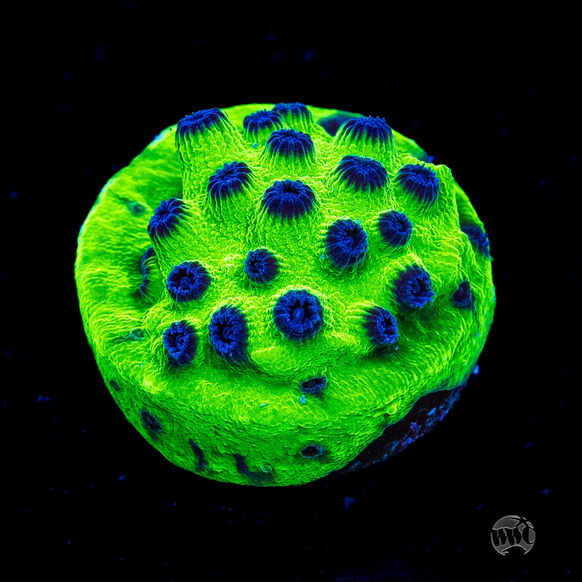 WWC Mardi Gras Cyphastrea