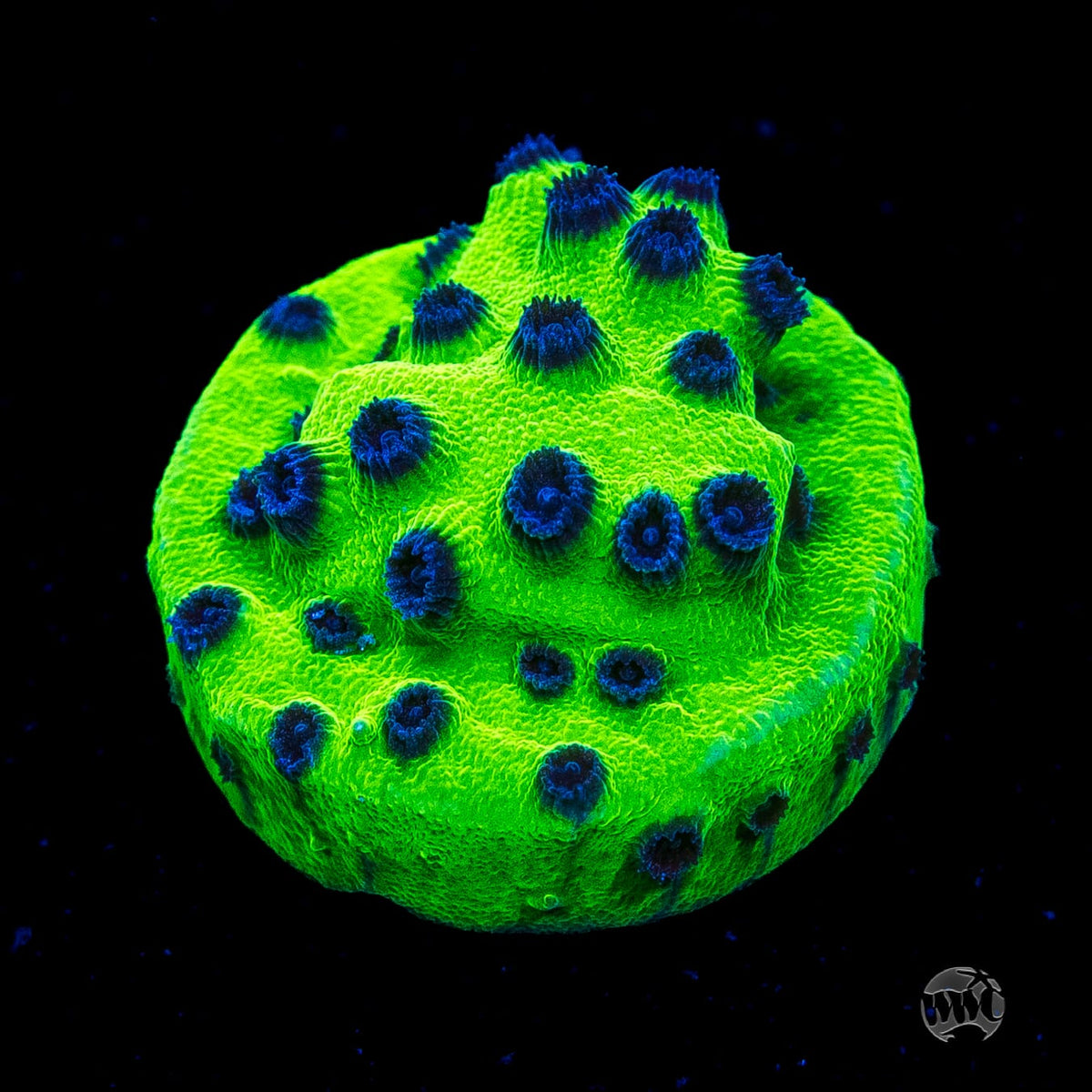 WWC Mardi Gras Cyphastrea