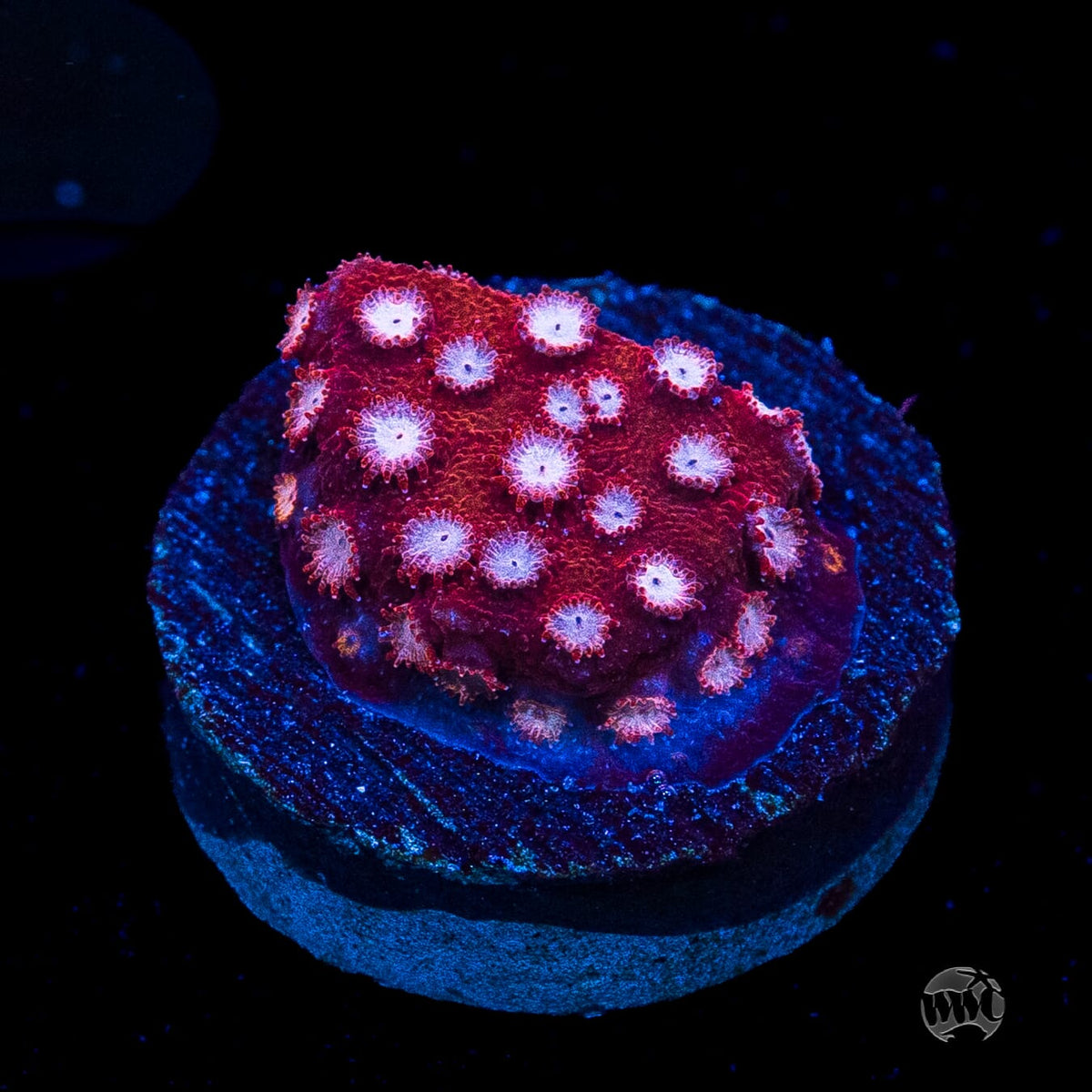 WWC Peppermint Cyphastrea