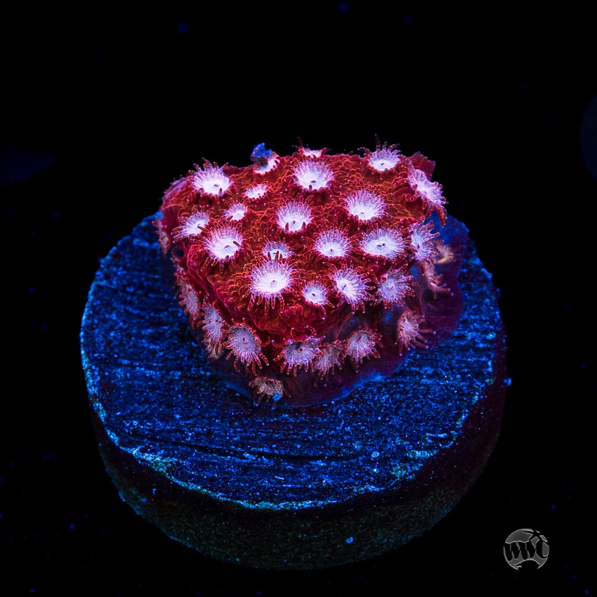WWC Peppermint Cyphastrea