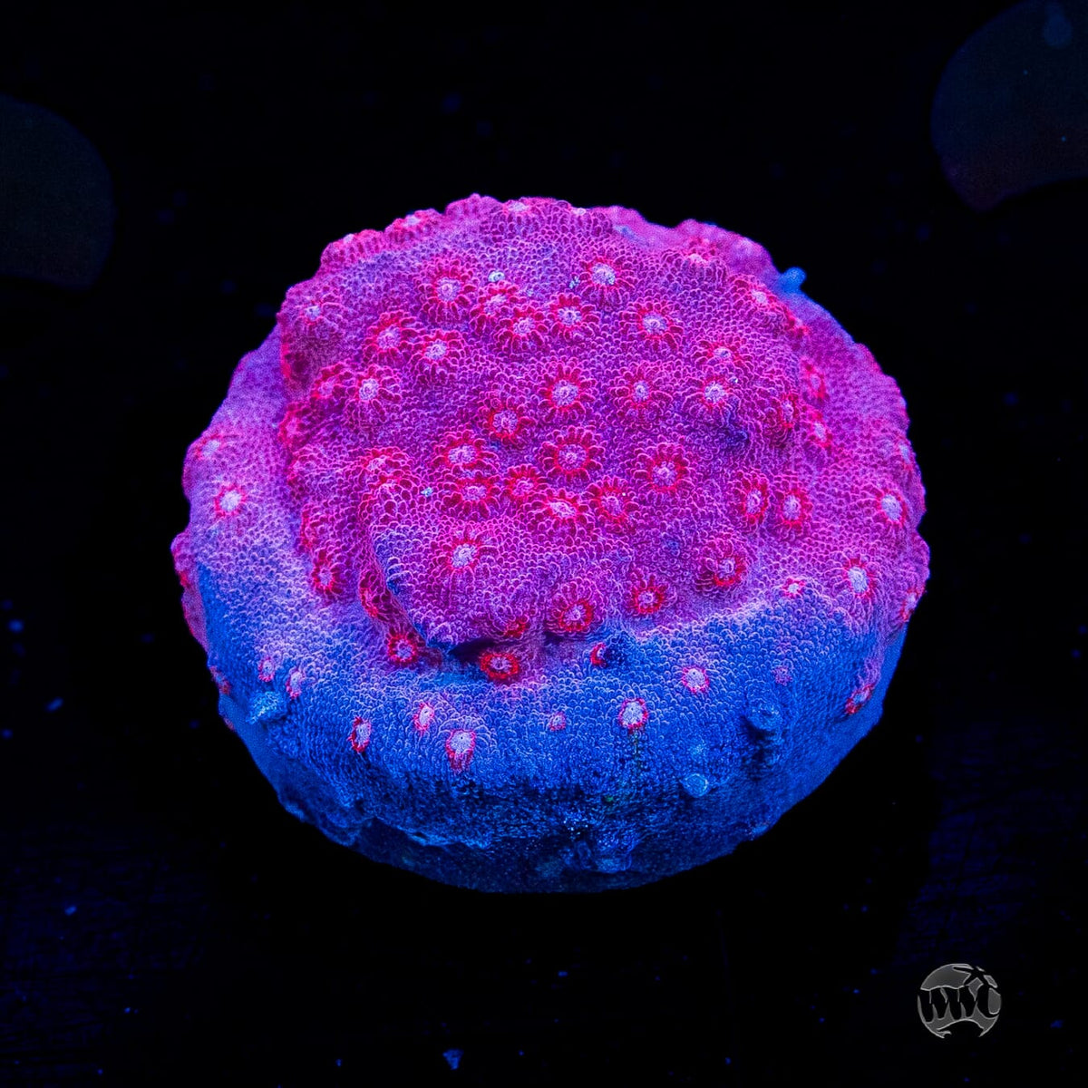 WWC Pinky Cyphastrea