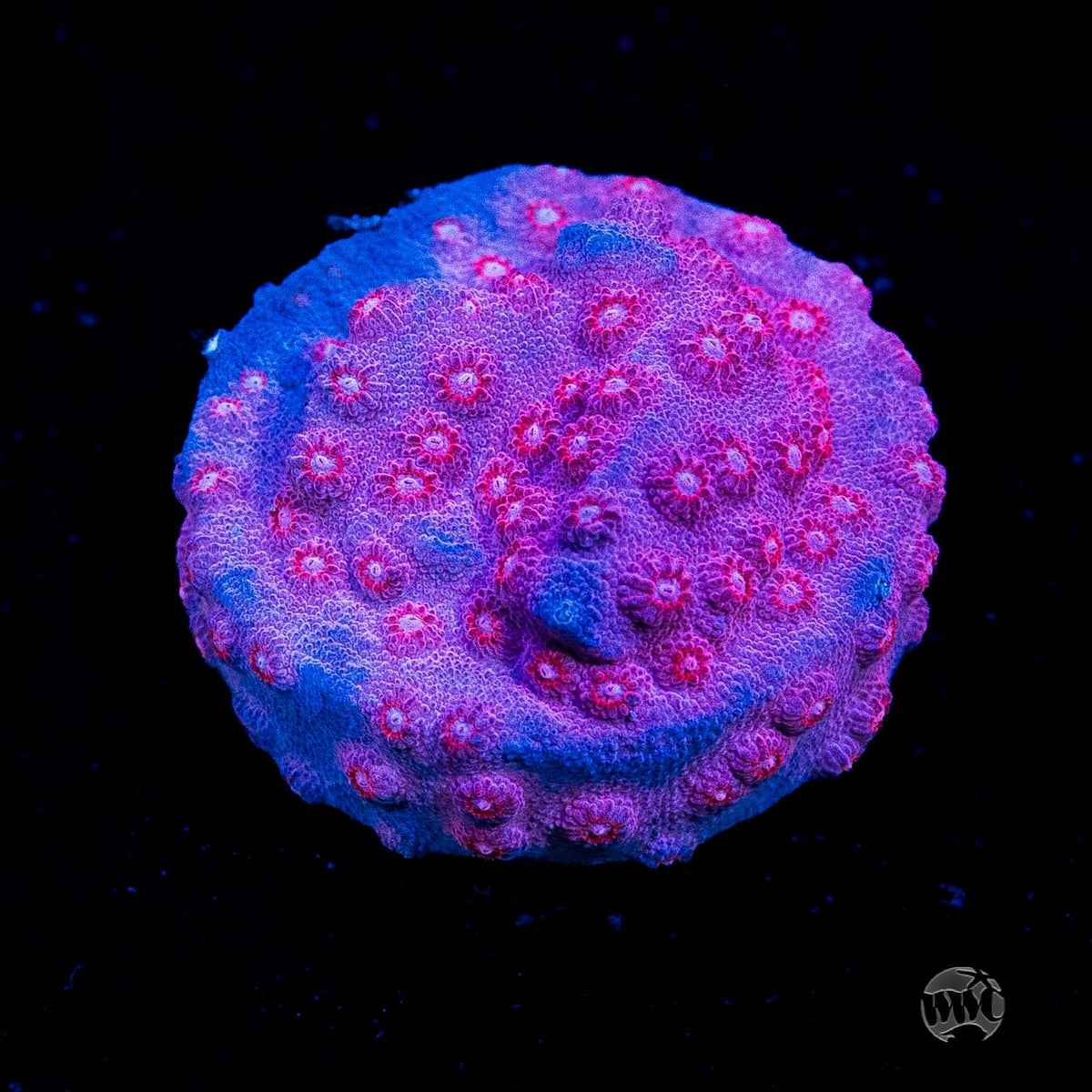 WWC Pinky Cyphastrea