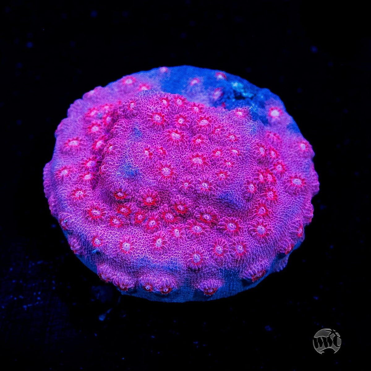 WWC Pinky Cyphastrea