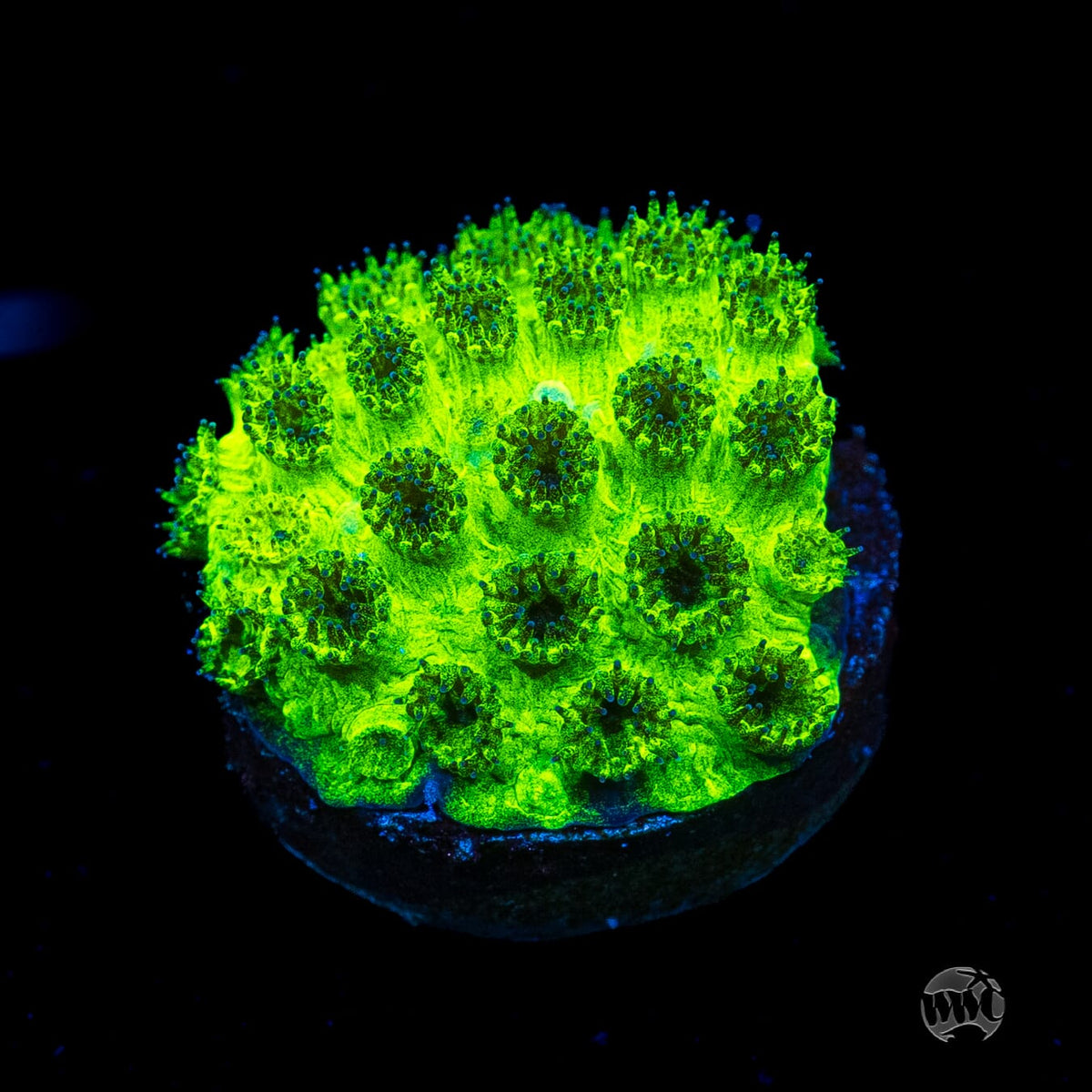 WWC Mint Chip Plesiastrea