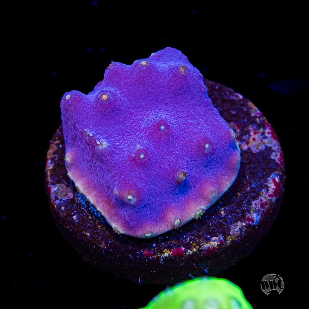 WWC Lakerz Turbinaria