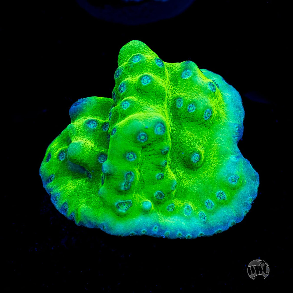 WWC Green Fire Turbinaria