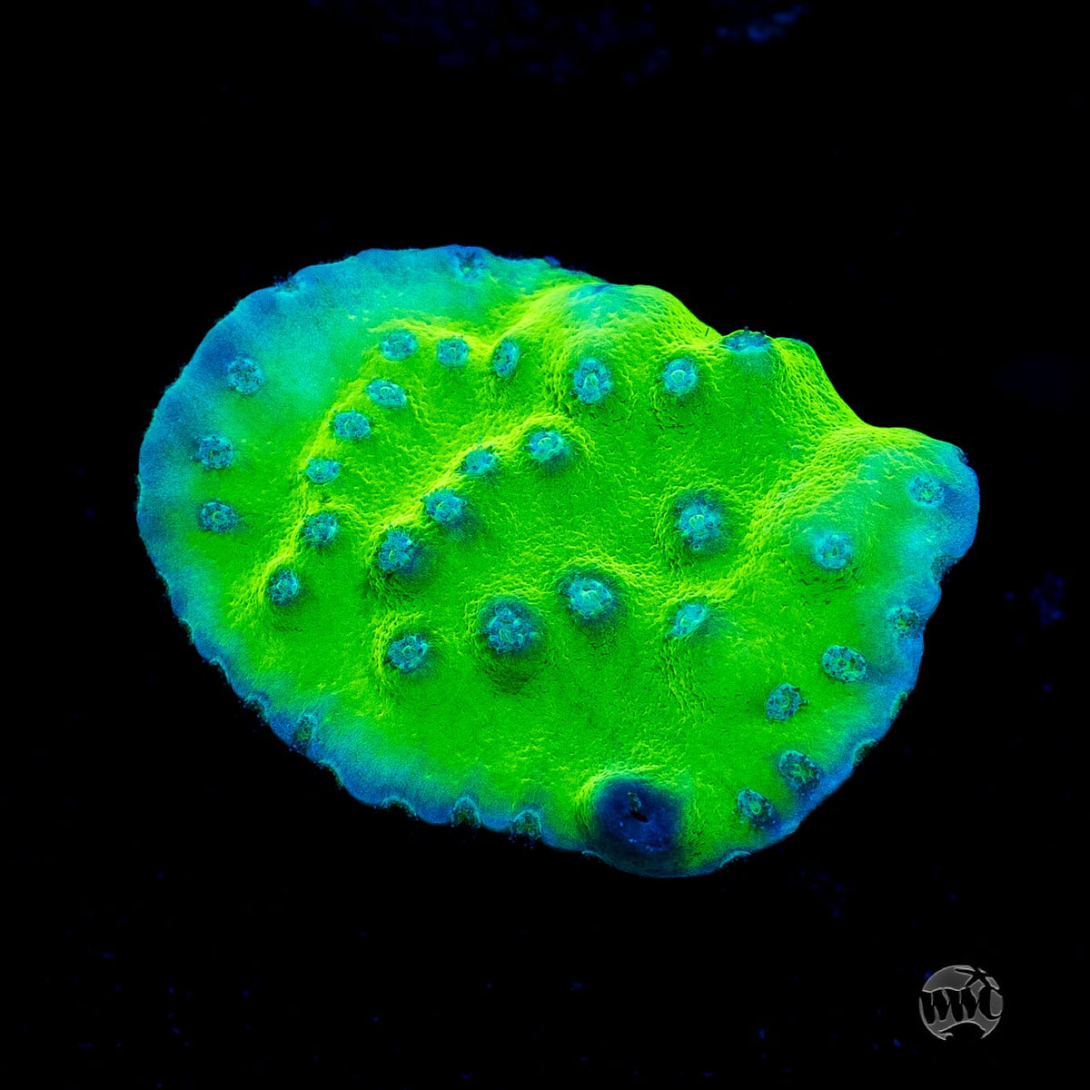 WWC Green Fire Turbinaria