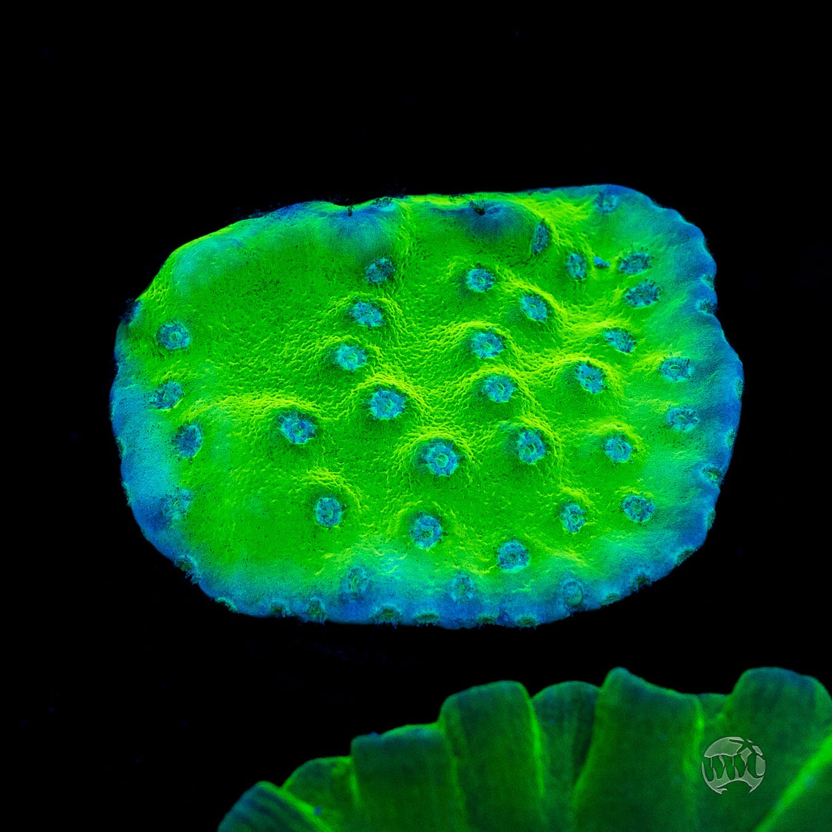 WWC Green Fire Turbinaria